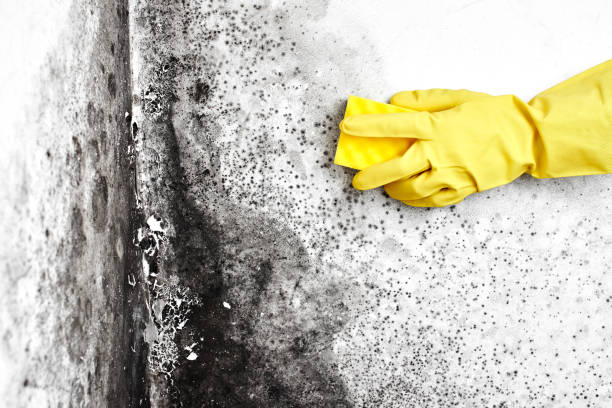 Best Bathroom Mold Remediation in Ukiah, CA