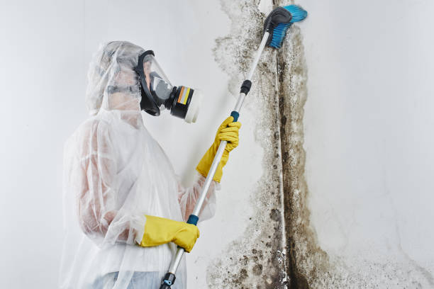Best Health and Safety Mold Remediation in Ukiah, CA