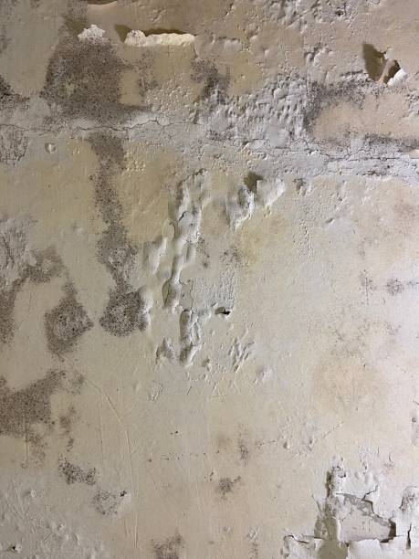 Best DIY Mold Remediation Support Services in Ukiah, CA